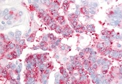 Invitrogen USP20 Polyclonal Antibody 50 &mu;g; Unconjugated:Antibodies,