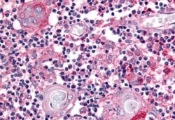 Invitrogen USP4 Polyclonal Antibody 50 &mu;g; Unconjugated:Antibodies,