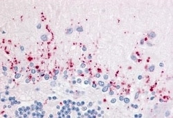 Invitrogen WNT2B Polyclonal Antibody 50 &mu;g; Unconjugated:Antibodies,