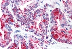 Invitrogen WNT5B Polyclonal Antibody 50 &mu;g; Unconjugated:Antibodies,