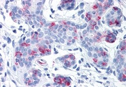 Invitrogen WNT8A Polyclonal Antibody 50 μg; Unconjugated:Antibodies,
