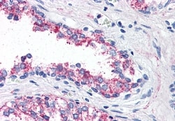 Invitrogen HTR1B Polyclonal Antibody 50 &mu;g; Unconjugated:Antibodies,