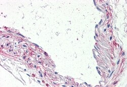 Invitrogen HTR1B Polyclonal Antibody 50 &mu;g; Unconjugated:Antibodies,