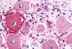 Invitrogen HTR1D Polyclonal Antibody 50 &mu;g; Unconjugated:Antibodies,