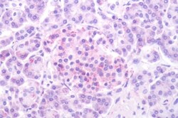 Invitrogen HTR1D Polyclonal Antibody 50 &mu;g; Unconjugated:Antibodies,