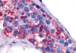 Invitrogen HTR1E Polyclonal Antibody 50 &mu;g; Unconjugated:Antibodies,