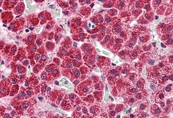 Invitrogen HTR2A Polyclonal Antibody 50 μg; Unconjugated:Antibodies,