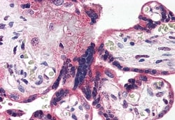 Invitrogen HTR2A Polyclonal Antibody 50 μg; Unconjugated:Antibodies,