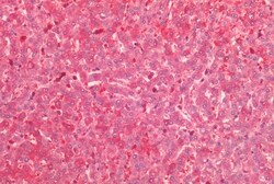HTR2C Polyclonal Antibody:Antibodies, Polyclonal