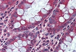 Invitrogen ACVR1C Polyclonal Antibody 50 &mu;g; Unconjugated:Antibodies,