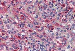 Invitrogen ACVR1C Polyclonal Antibody 50 &mu;g; Unconjugated:Antibodies,