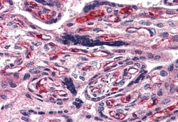 Invitrogen PACAP Receptor Polyclonal Antibody 50 &mu;g; Unconjugated:Antibodies,
