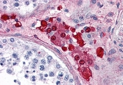 Invitrogen ADORA2A Polyclonal Antibody 50 μg; Unconjugated:Antibodies,
