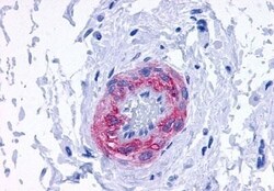 alpha-1d Adrenoceptor Polyclonal Antibody:Antibodies, Polyclonal