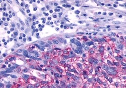 Invitrogen beta-3 Adrenergic Receptor Polyclonal Antibody 50 &mu;g; Unconjugated:Antibodies,