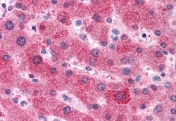 Invitrogen Angiotensinogen Polyclonal Antibody 50 &mu;g; Unconjugated:Antibodies,