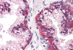 Invitrogen CD298 Polyclonal Antibody 50 &mu;g; Unconjugated:Antibodies,