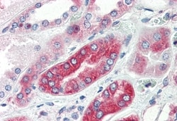 Invitrogen AVPR1A Polyclonal Antibody 50 &mu;g; Unconjugated:Antibodies,