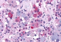 Invitrogen AVPR1B Polyclonal Antibody 50 &mu;g; Unconjugated:Antibodies,