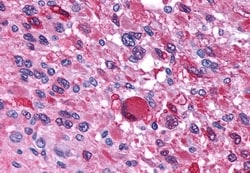 Invitrogen AVPR1B Polyclonal Antibody 50 &mu;g; Unconjugated:Antibodies,