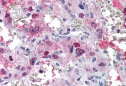 Invitrogen AVPR1B Polyclonal Antibody 50 &mu;g; Unconjugated:Antibodies,