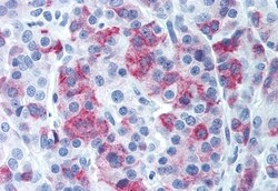 Invitrogen AVPR1B Polyclonal Antibody 50 &mu;g; Unconjugated:Antibodies,