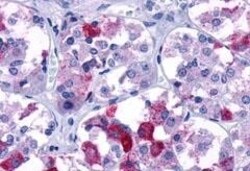 Invitrogen AVPR1B Polyclonal Antibody 50 &mu;g; Unconjugated:Antibodies,