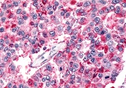 Invitrogen BAI2 Polyclonal Antibody 50 μg; Unconjugated:Antibodies,