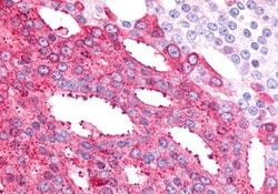 Invitrogen BAI2 Polyclonal Antibody 50 μg; Unconjugated:Antibodies,