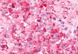 Invitrogen BAI2 Polyclonal Antibody 50 μg; Unconjugated:Antibodies,