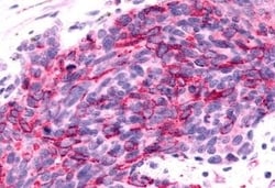 Invitrogen BAI2 Polyclonal Antibody 50 μg; Unconjugated:Antibodies,