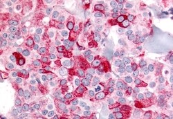 Invitrogen BAI2 Polyclonal Antibody 50 &mu;g; Unconjugated:Antibodies,