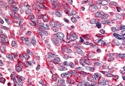 Invitrogen BAI2 Polyclonal Antibody 50 &mu;g; Unconjugated:Antibodies,