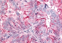 Invitrogen BAI2 Polyclonal Antibody 50 &mu;g; Unconjugated:Antibodies,