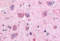 Invitrogen BAI2 Polyclonal Antibody 50 &mu;g; Unconjugated:Antibodies,
