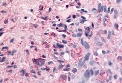Invitrogen BAI2 Polyclonal Antibody 50 &mu;g; Unconjugated:Antibodies,