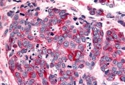 Invitrogen BAI2 Polyclonal Antibody 50 &mu;g; Unconjugated:Antibodies,