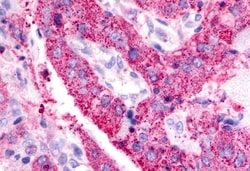 Invitrogen BAI3 Polyclonal Antibody 50 &mu;g; Unconjugated:Antibodies,