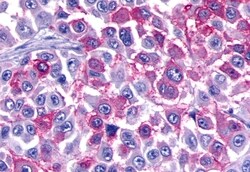 Invitrogen BAI3 Polyclonal Antibody 50 &mu;g; Unconjugated:Antibodies,
