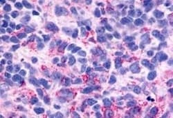 Invitrogen BAI3 Polyclonal Antibody 50 &mu;g; Unconjugated:Antibodies,