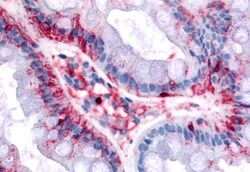 Invitrogen Bestrophin 4 Polyclonal Antibody 50 &mu;g | Buy Online | Invitrogen&trade; | Fisher Scientific