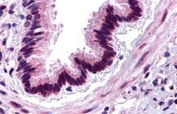 Invitrogen C3a Receptor Polyclonal Antibody 50 &mu;g; Unconjugated:Antibodies,