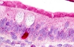Invitrogen C3a Receptor Polyclonal Antibody 50 &mu;g; Unconjugated:Antibodies,
