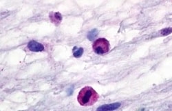Invitrogen C3a Receptor Polyclonal Antibody 50 &mu;g; Unconjugated:Antibodies,
