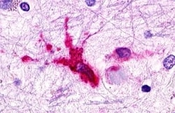 Invitrogen C3a Receptor Polyclonal Antibody 50 &mu;g; Unconjugated:Antibodies,