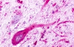 Invitrogen GPR77 Polyclonal Antibody 50 &mu;g; Unconjugated:Antibodies,