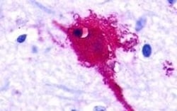 Invitrogen GPR77 Polyclonal Antibody 50 &mu;g; Unconjugated:Antibodies,