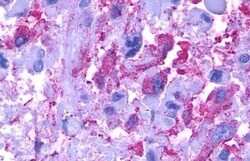 Invitrogen GPR77 Polyclonal Antibody 50 &mu;g; Unconjugated:Antibodies,