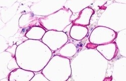Invitrogen GPR77 Polyclonal Antibody 50 &mu;g; Unconjugated:Antibodies,