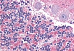 Invitrogen CADM2 Polyclonal Antibody 50 &mu;g; Unconjugated:Antibodies,
